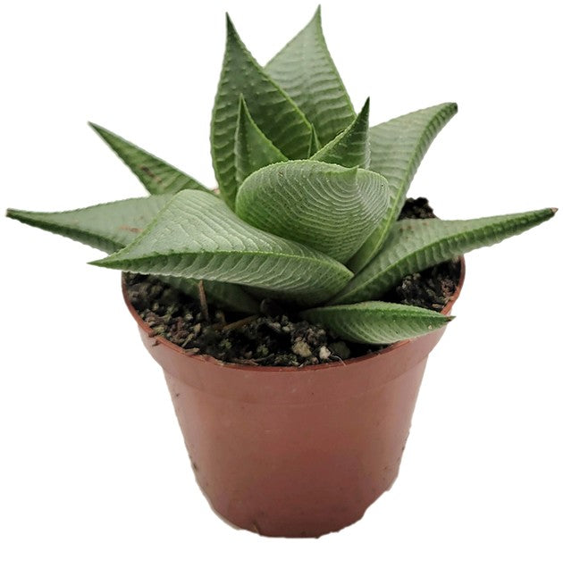 Haworthia limifolia "Roux" - Sukkulente