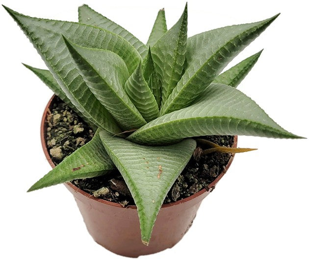 Haworthia limifolia "Roux" - Sukkulente