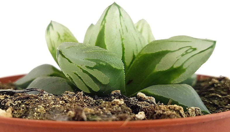Haworthia maughanii x retusa "Dragon"