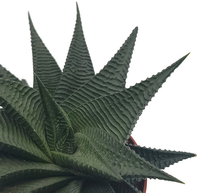 Haworthia limifolia "Twister" - Spiral Aloe