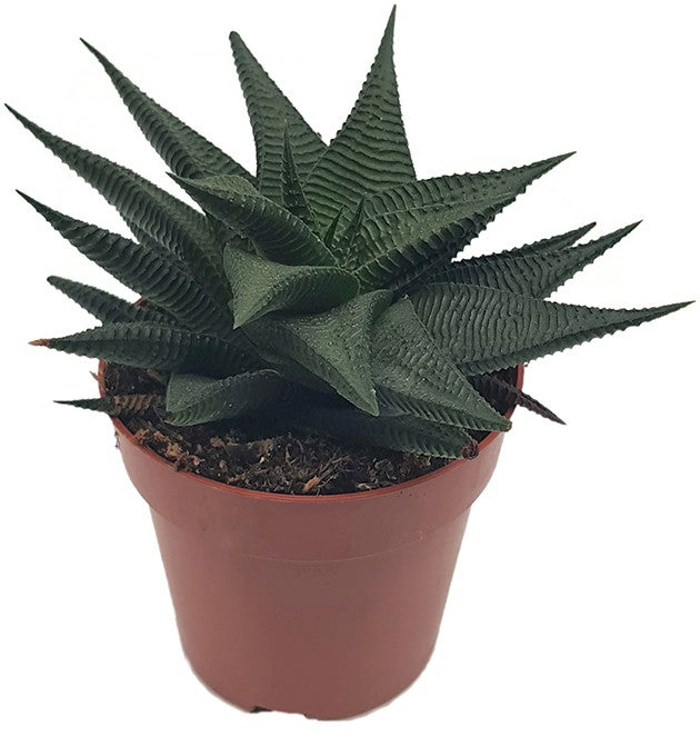 Haworthia limifolia "Twister" - Spiral Aloe