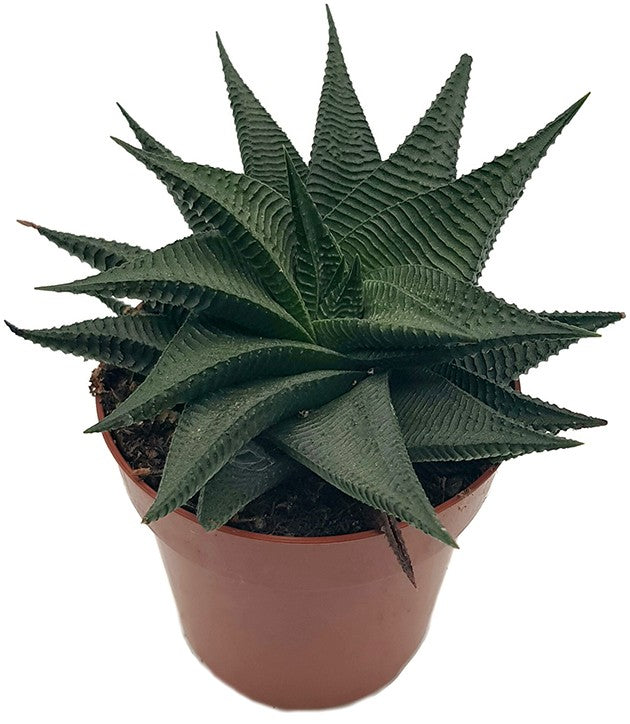 Haworthia limifolia "Twister" - Spiral Aloe