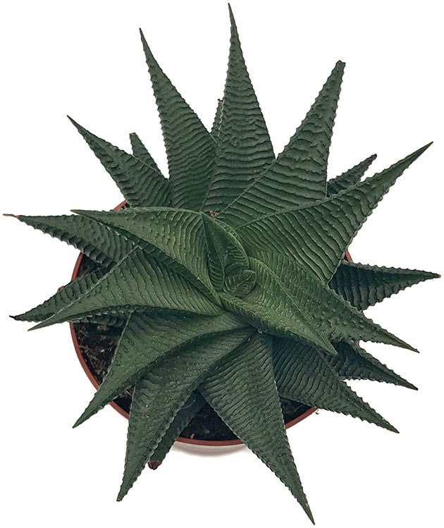 Haworthia limifolia "Twister" - Spiral Aloe