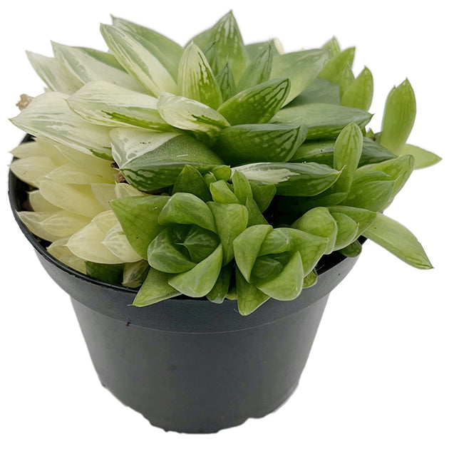 Haworthia cymbiformis variegata - Sukkulente