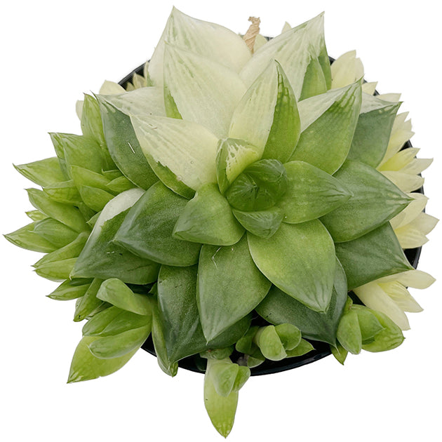 Haworthia cymbiformis variegata - Sukkulente