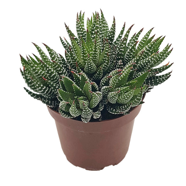 Haworthia zebrina - Sukkulente