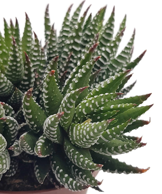 Haworthia zebrina - Sukkulente