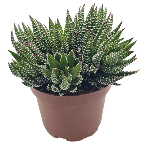 Haworthia zebrina - Sukkulente