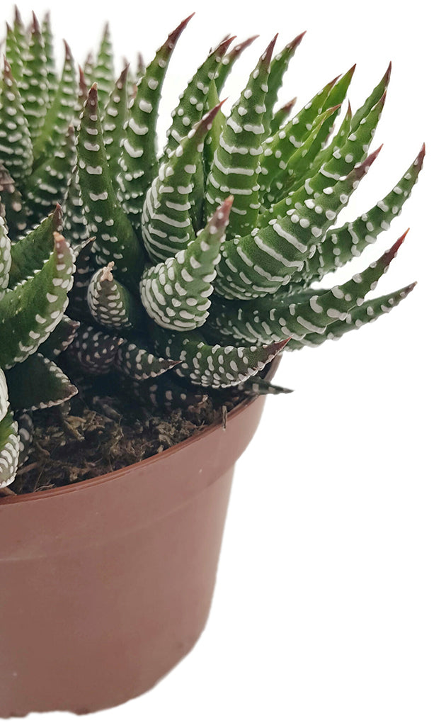 Haworthia zebrina - Sukkulente