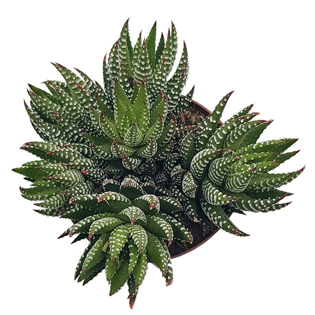 Haworthia zebrina - Sukkulente