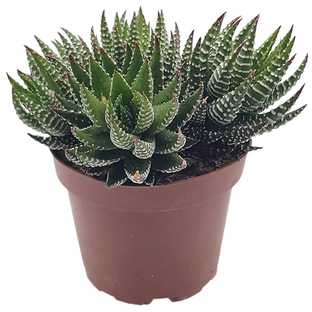 Haworthia zebrina - Sukkulente