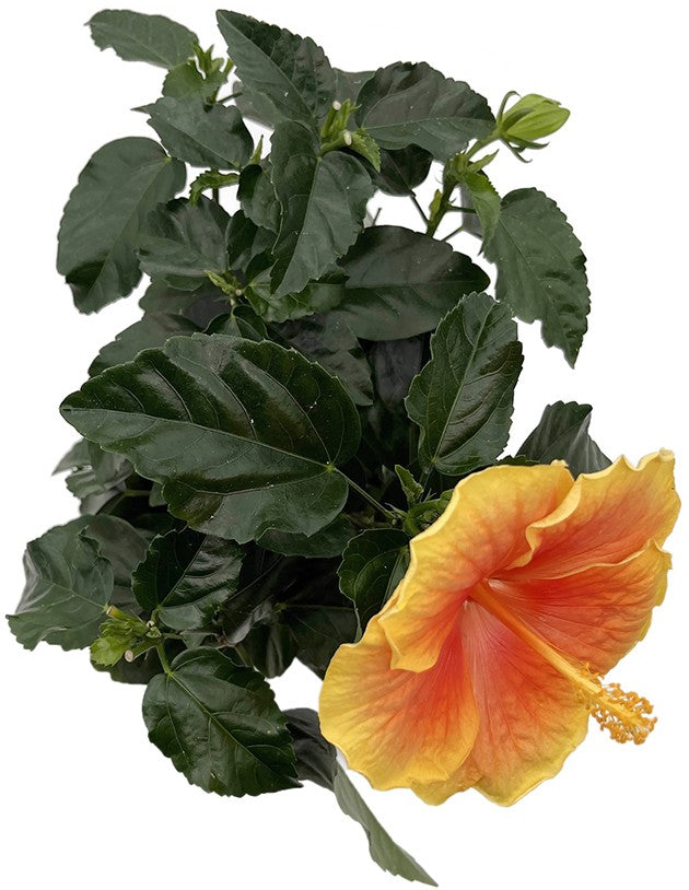 Hibiscus "Pacific Storm" - leuchtender Hawaii Hibiskus