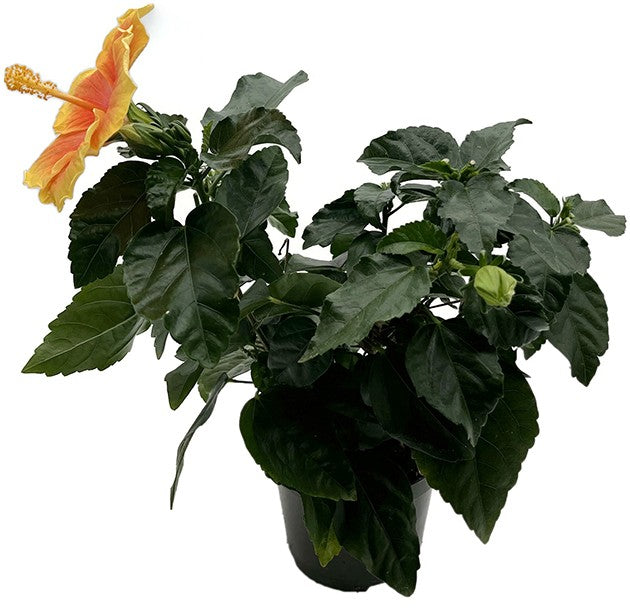 Hibiscus "Pacific Storm" - leuchtender Hawaii Hibiskus