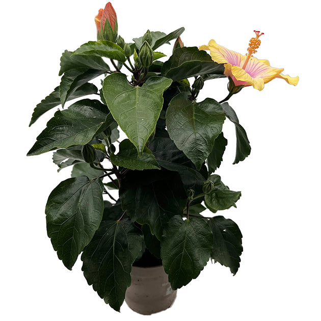 Hibiscus "Cocktail" - Hawaii Hibiskus
