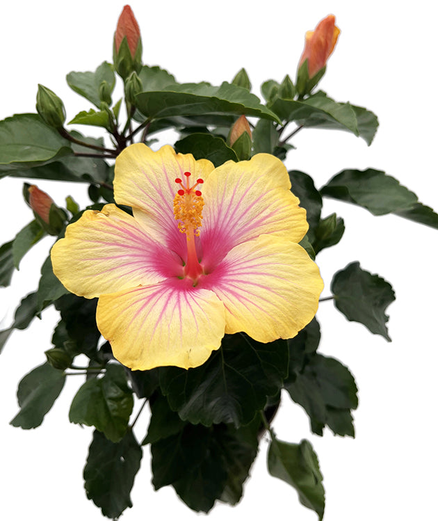 Hibiscus "Cocktail" - Hawaii Hibiskus