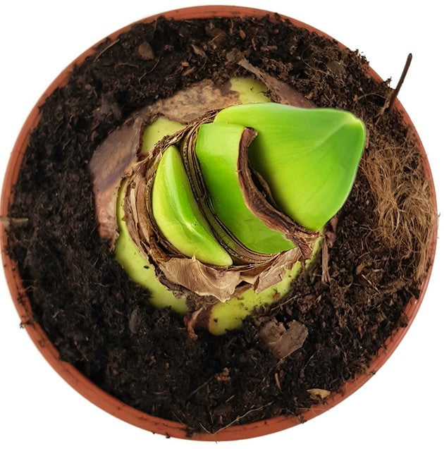 Hippeastrum Bolero - pinker Ritterstern