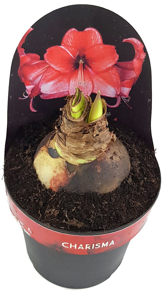 Hippeastrum Charisma - rosa Ritterstern