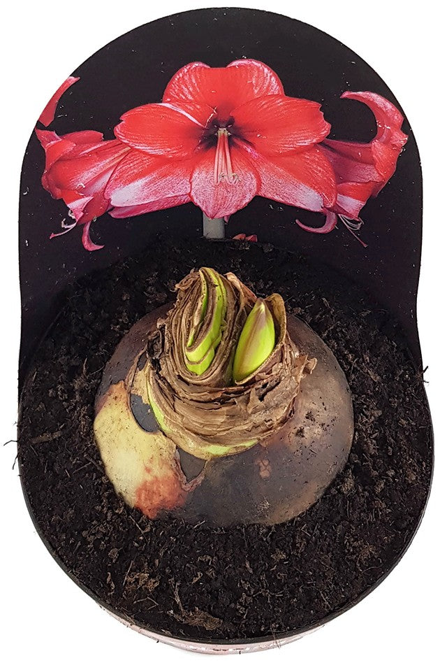 Hippeastrum Charisma - rosa Ritterstern