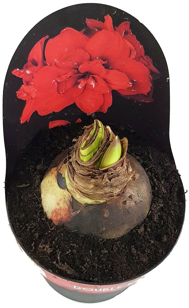 Hippeastrum Double King - Ritterstern mit roter Blüte