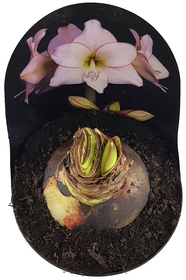 Hippeastrum Picotee - Ritterstern mit weißer Blüte