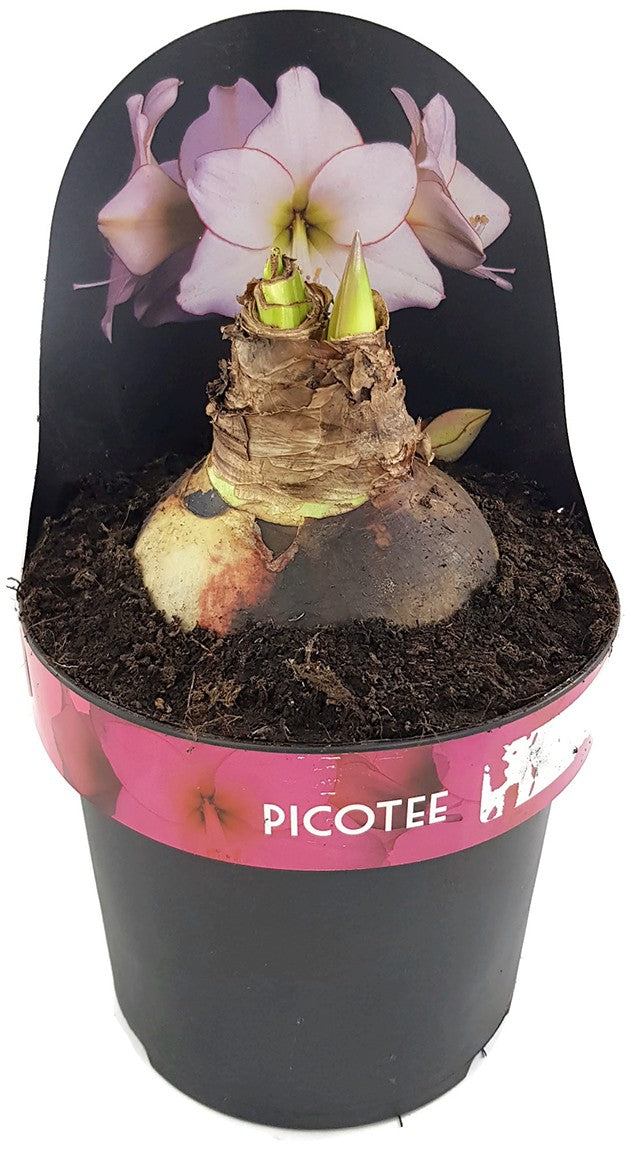 Hippeastrum Picotee - Ritterstern mit weißer Blüte