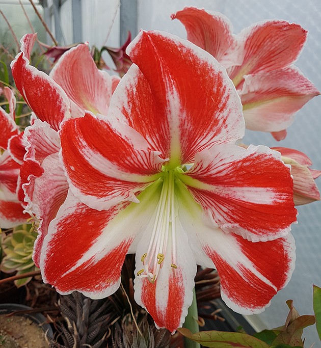 Hippeastrum "Ambience" - getopfte Amaryllis