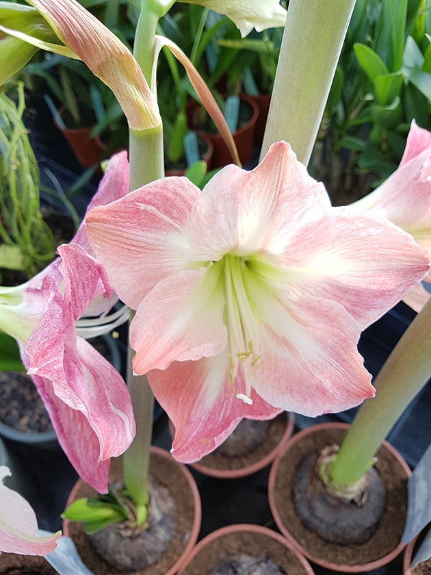 Hippeastrum "Rebecca" - zart rosa Amaryllis