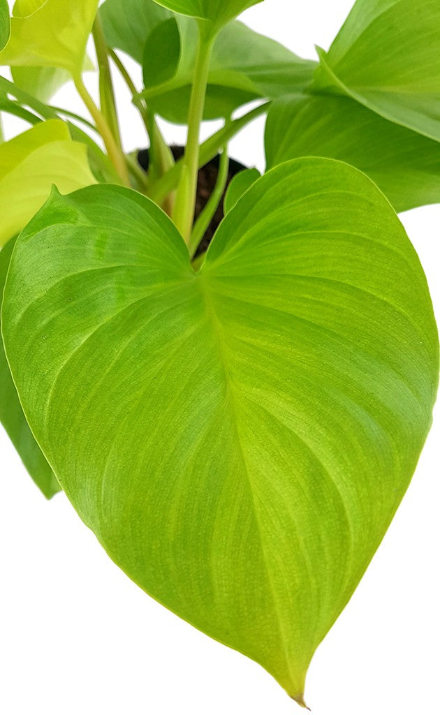 Homalomena "Lemon Lime" - strahlende Zimmerpflanze