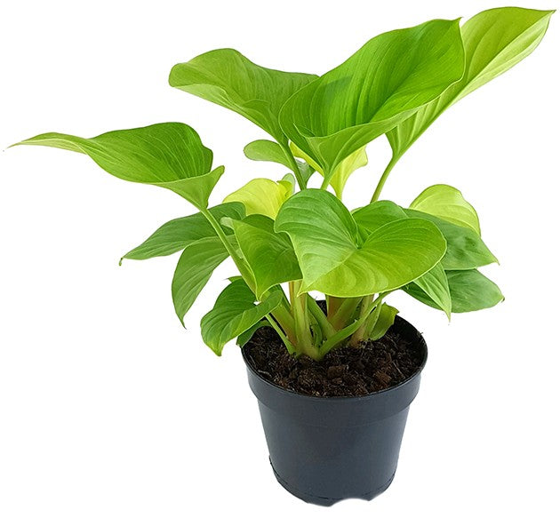 Homalomena "Lemon Lime" - strahlende Zimmerpflanze