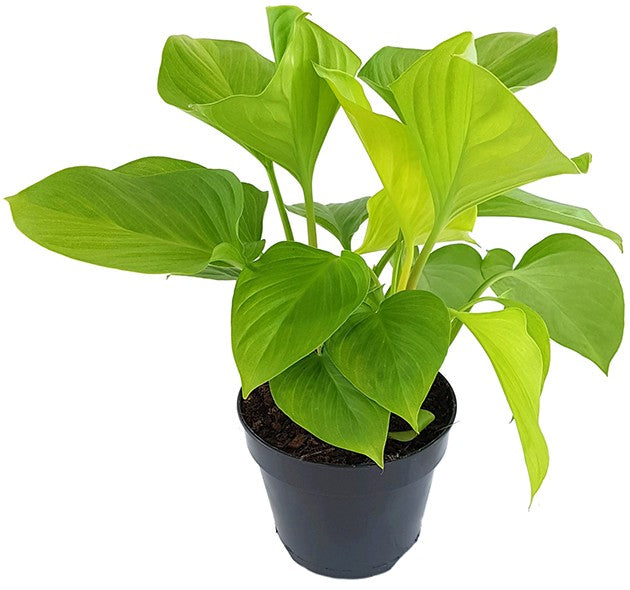 Homalomena "Lemon Lime" - strahlende Zimmerpflanze