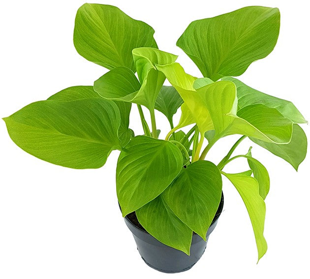 Homalomena "Lemon Lime" - strahlende Zimmerpflanze