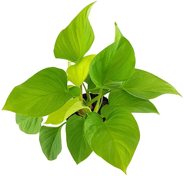 Homalomena "Lemon Lime" - strahlende Zimmerpflanze