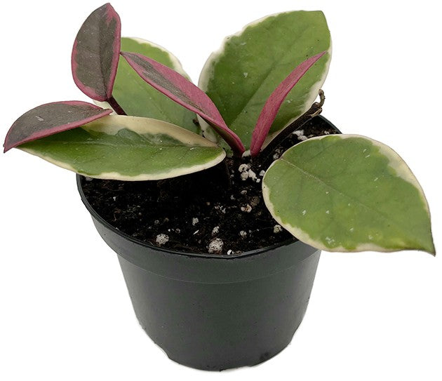 Hoya "Flamingo Dreams" - violette Porzellanblume