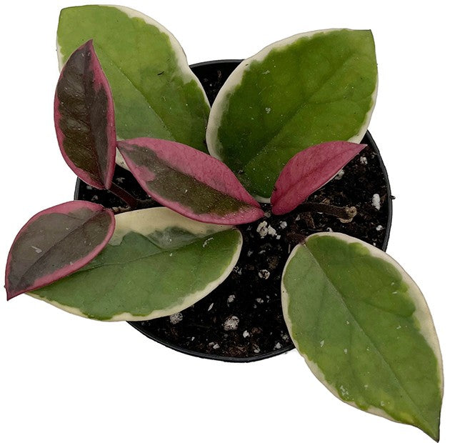 Hoya "Flamingo Dreams" - violette Porzellanblume