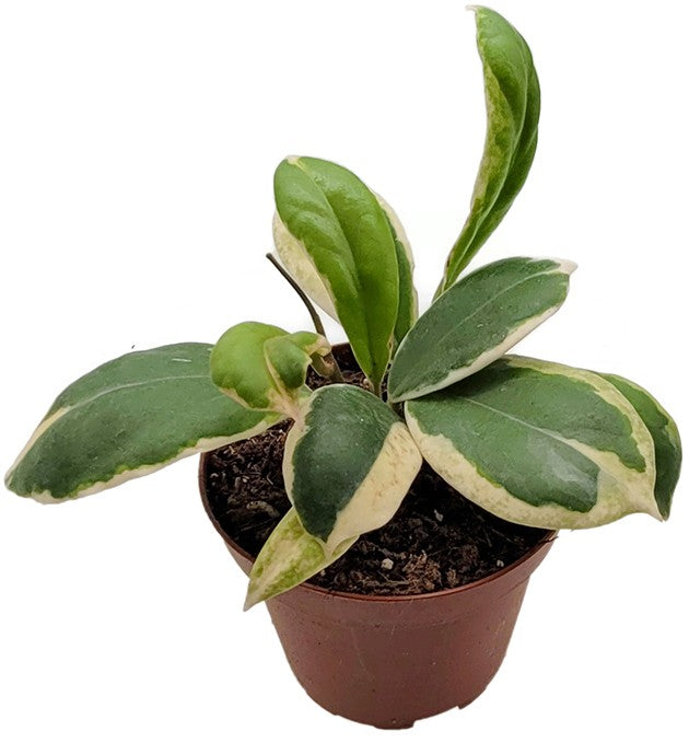 Hoya incrassata variegata - panaschierte Porzellanblume