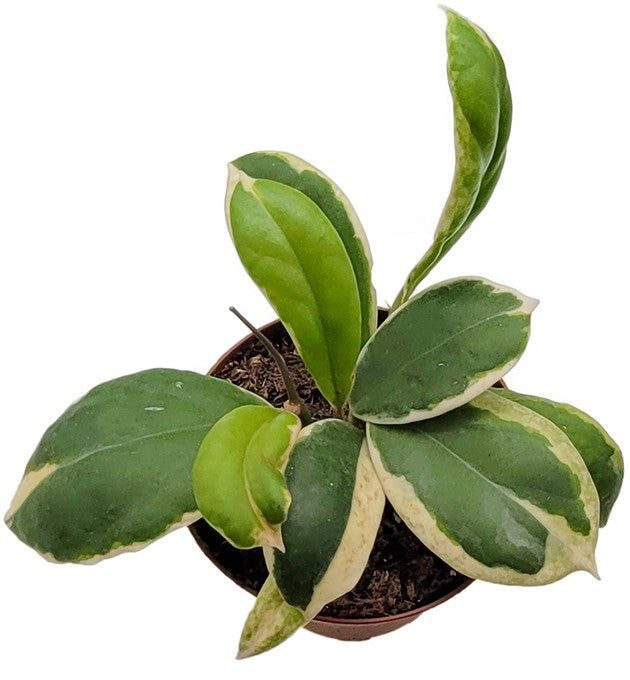 Hoya incrassata variegata - panaschierte Porzellanblume