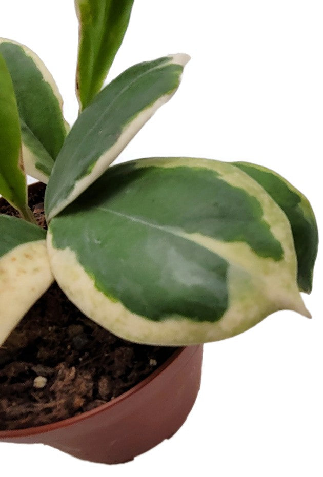 Hoya incrassata variegata - panaschierte Porzellanblume