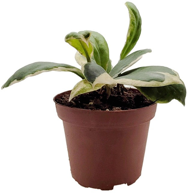 Hoya incrassata variegata - panaschierte Porzellanblume