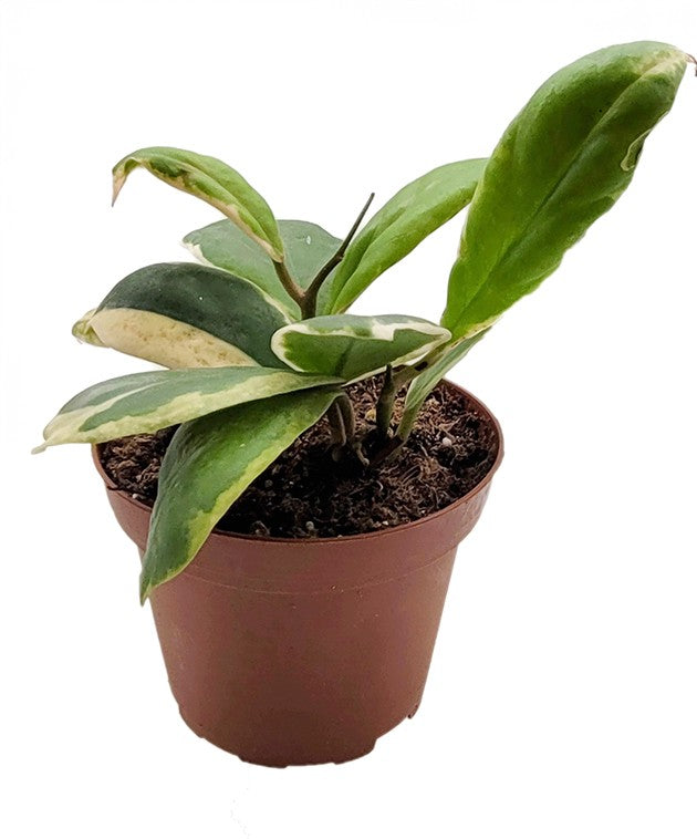 Hoya incrassata variegata - panaschierte Porzellanblume