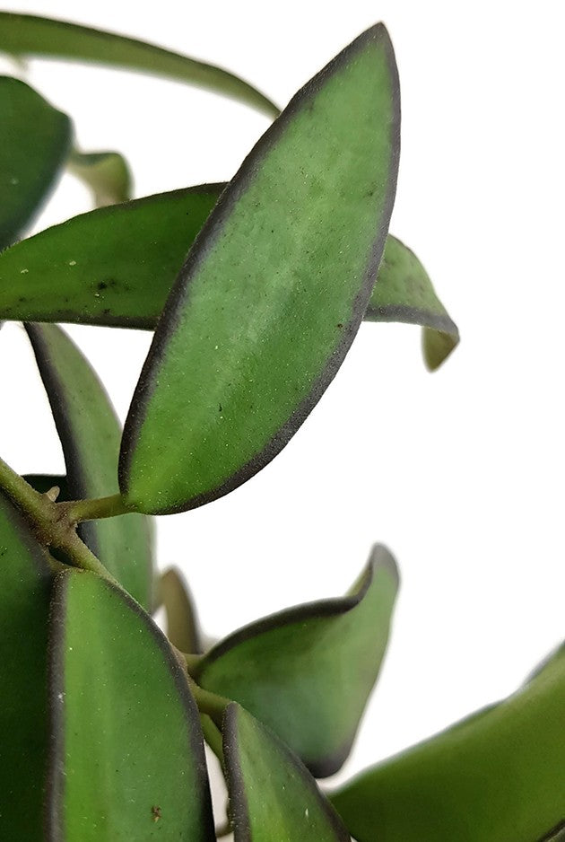 Hoya rosita - Porzellanblume