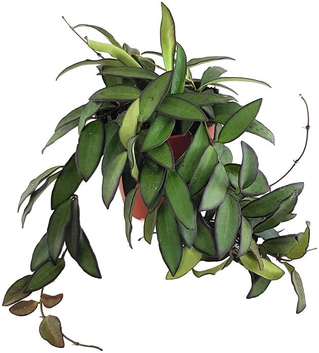 Hoya rosita - Porzellanblume