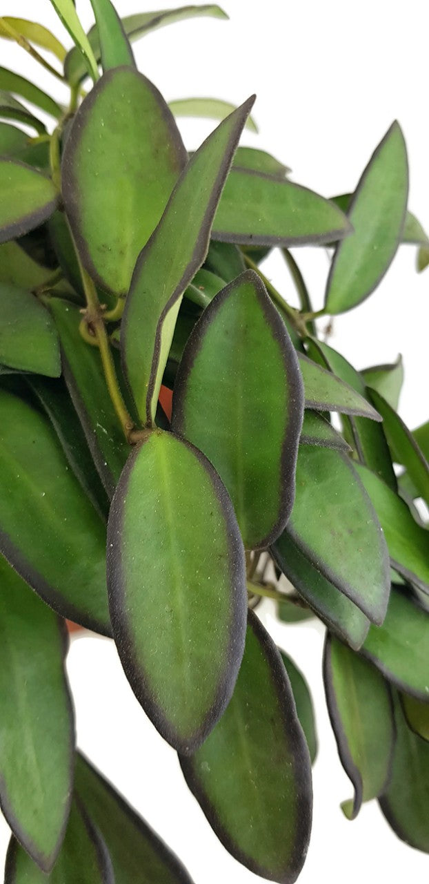 Hoya rosita - Porzellanblume