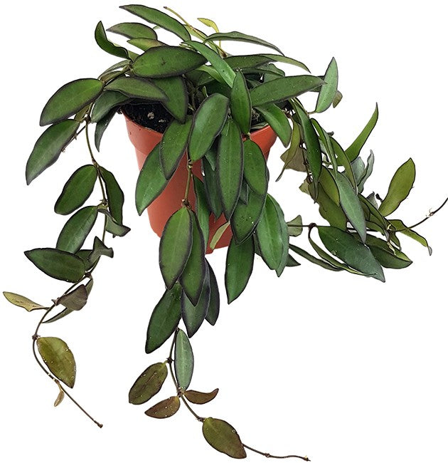 Hoya rosita - Porzellanblume