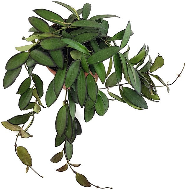 Hoya rosita - Porzellanblume