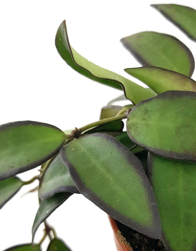 Hoya rosita - Porzellanblume