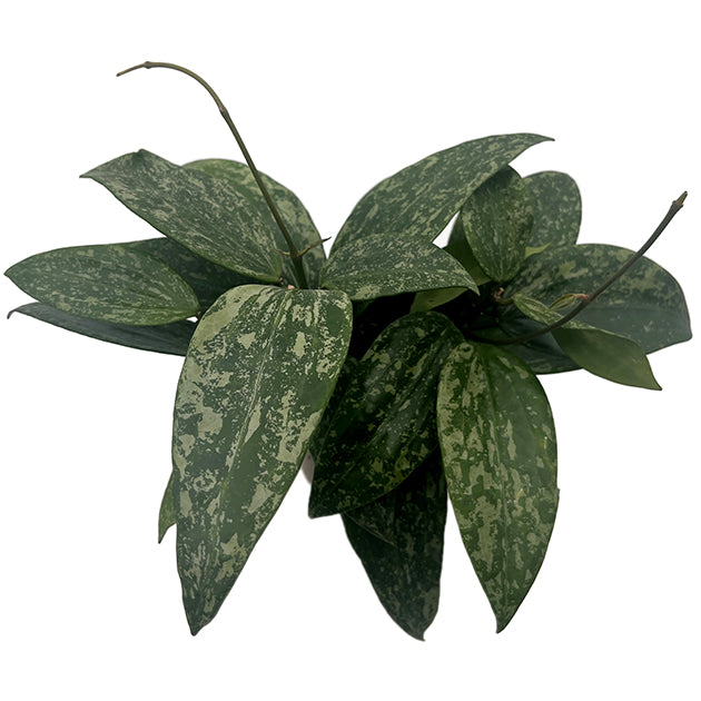 Hoya Rangsan - seltene Porzellanblume