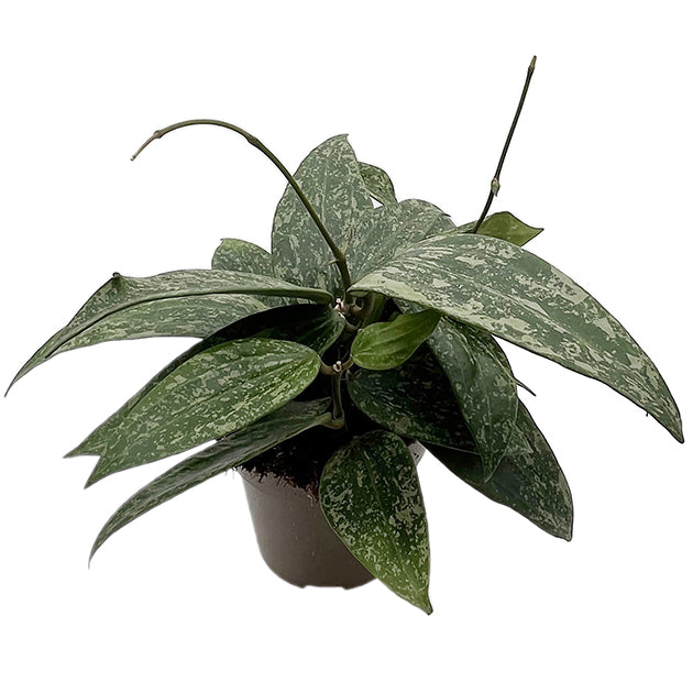 Hoya Rangsan - seltene Porzellanblume