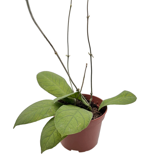 Hoya sp. Sabah - geaderte Porzellanblume