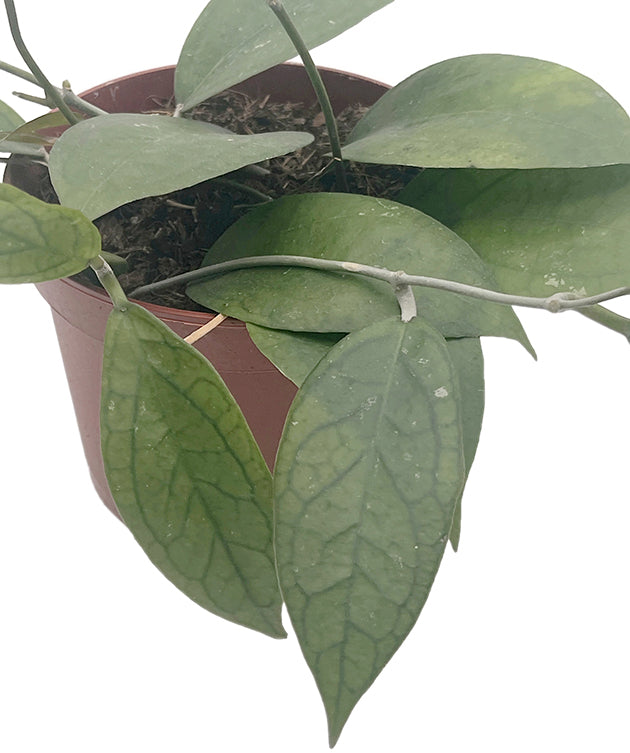 Hoya Tequila Sunrise - seltene Porzellanblume