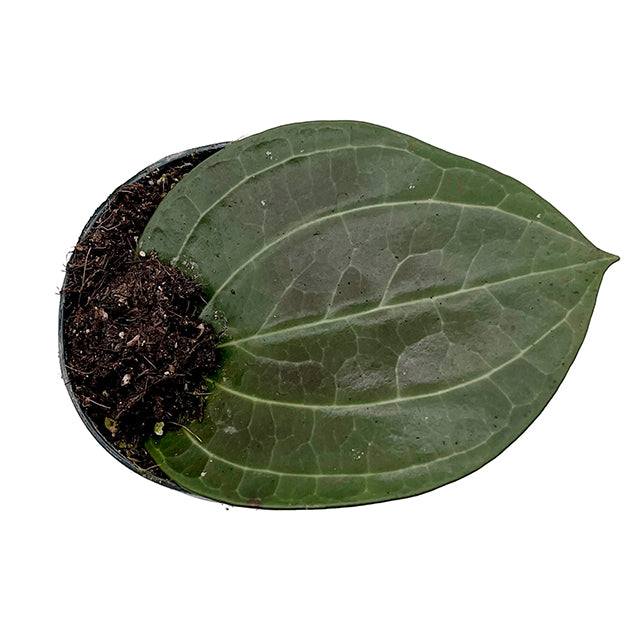 Hoya latifolia - Big Leaf Hoya